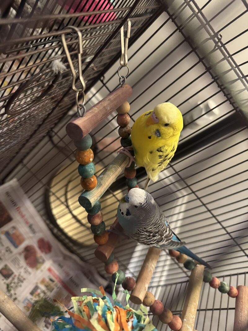 Boy or girl. Please enlighten me