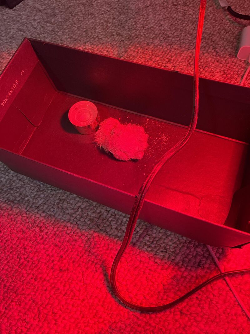 Chicken rejected by mom need help!