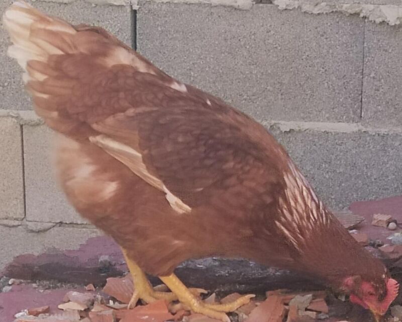 Ustedes creen que tardará mucho tiempo en poner huevos ? Tiene 20-21 semanas