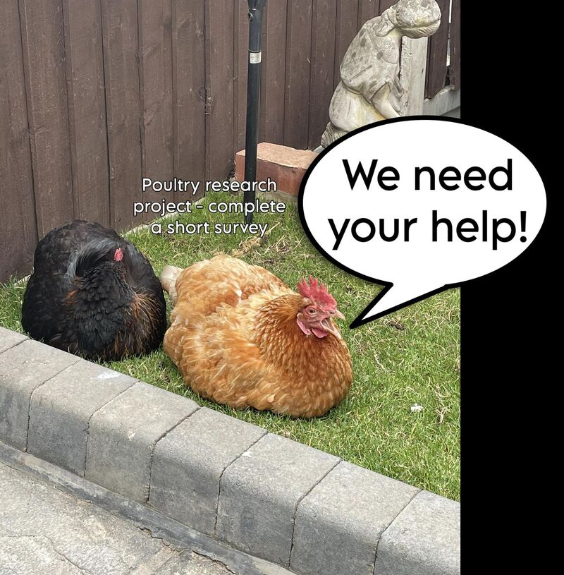 Backyard poultry survey - UK owners needed!