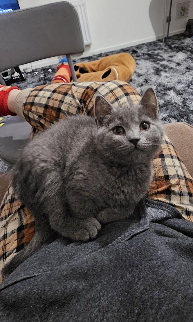 This picture is dedicated to everyone who told me not to get a fourth cat 😌