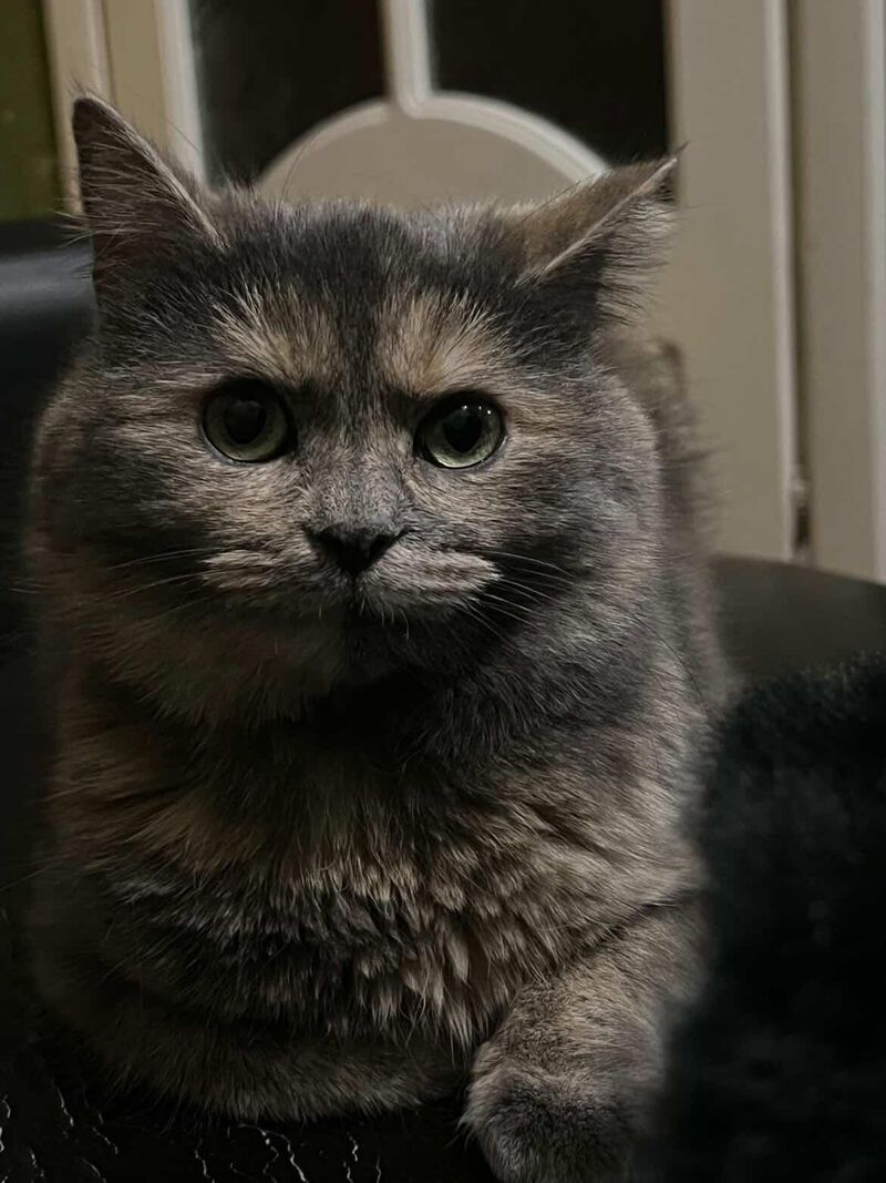 My beautiful Tessa 💛