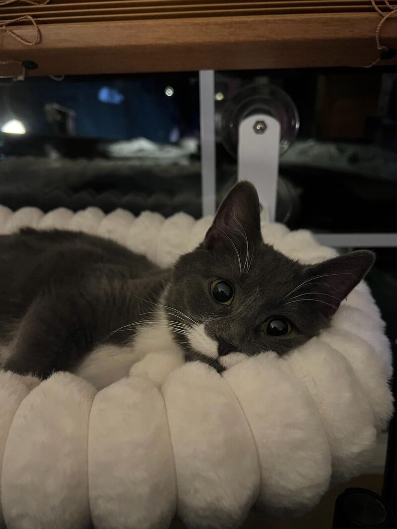 My kitten has a mustache! Say hi to Poncho!