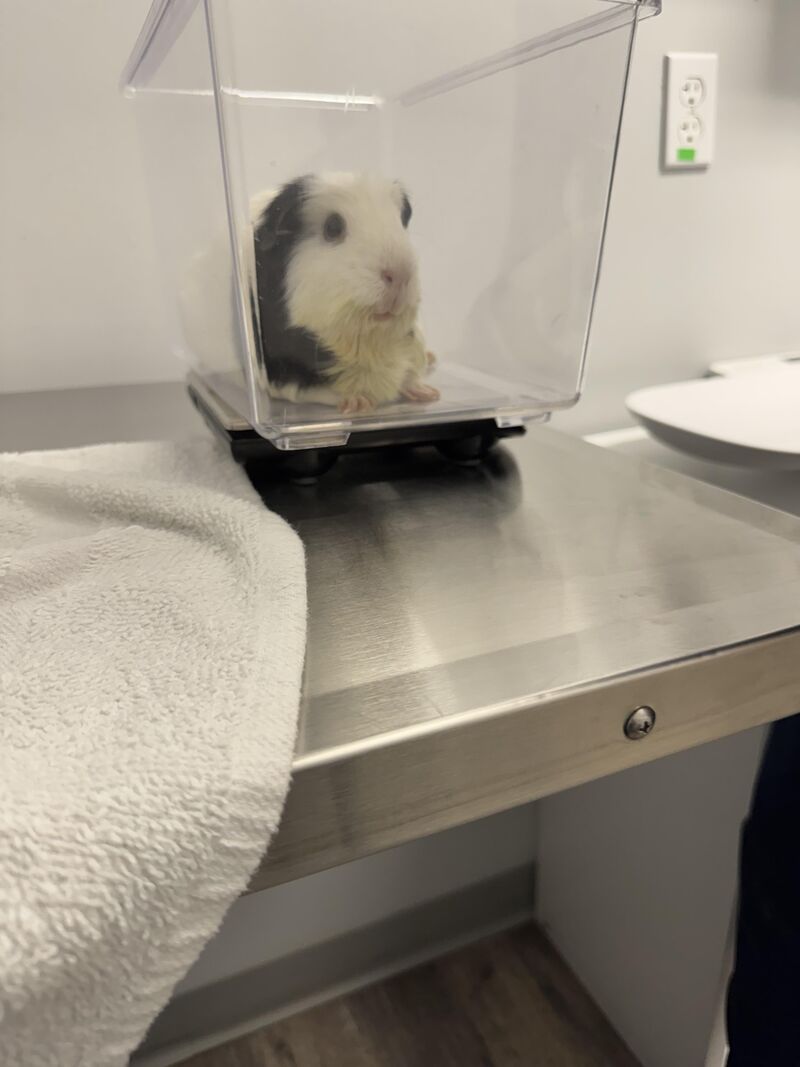 My friend Gus at the vet yesterday