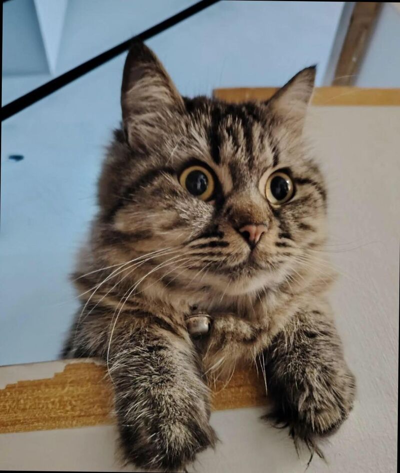 Queen of the house and my heart ❤️