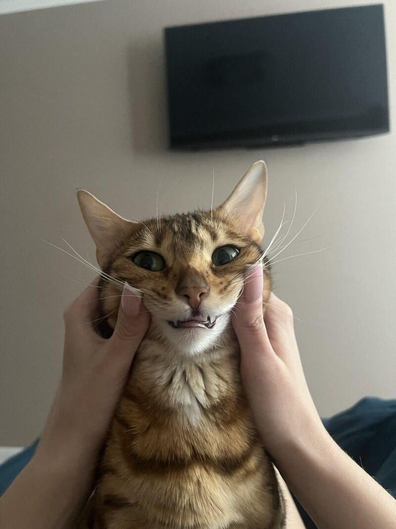 Me at every standup when they ask what I did yesterday