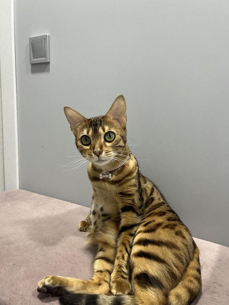 Meet Gloria - Bengal queen with a rhinestone necklace and zero chill