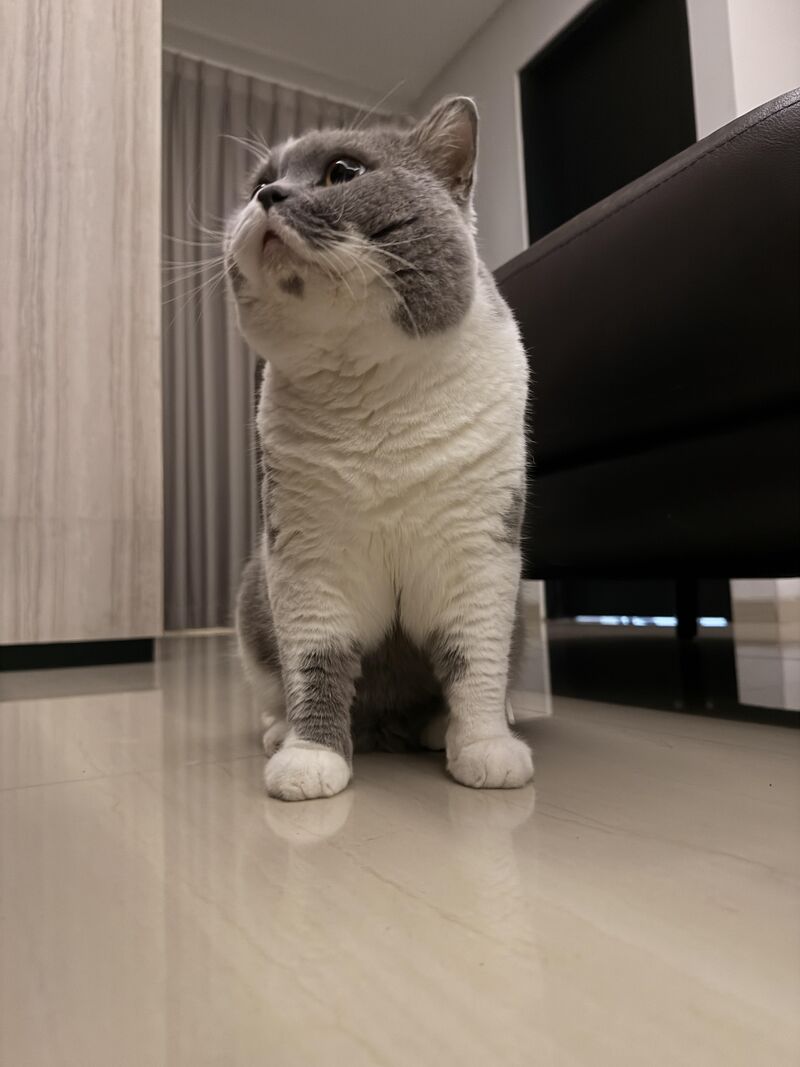 My cat has a heart-shaped soul patch and the audacity to pretend he doesn’t care about you 😤❤️🐾