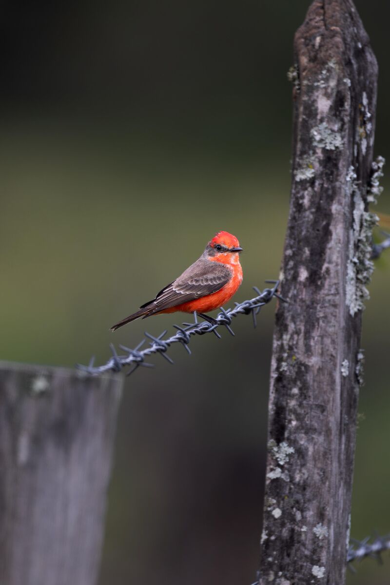 Vermilion Flycatcher