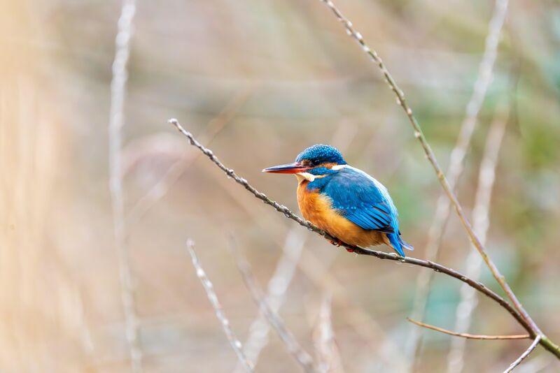 Common Kingfisher - Vondelpark, Amsterdam