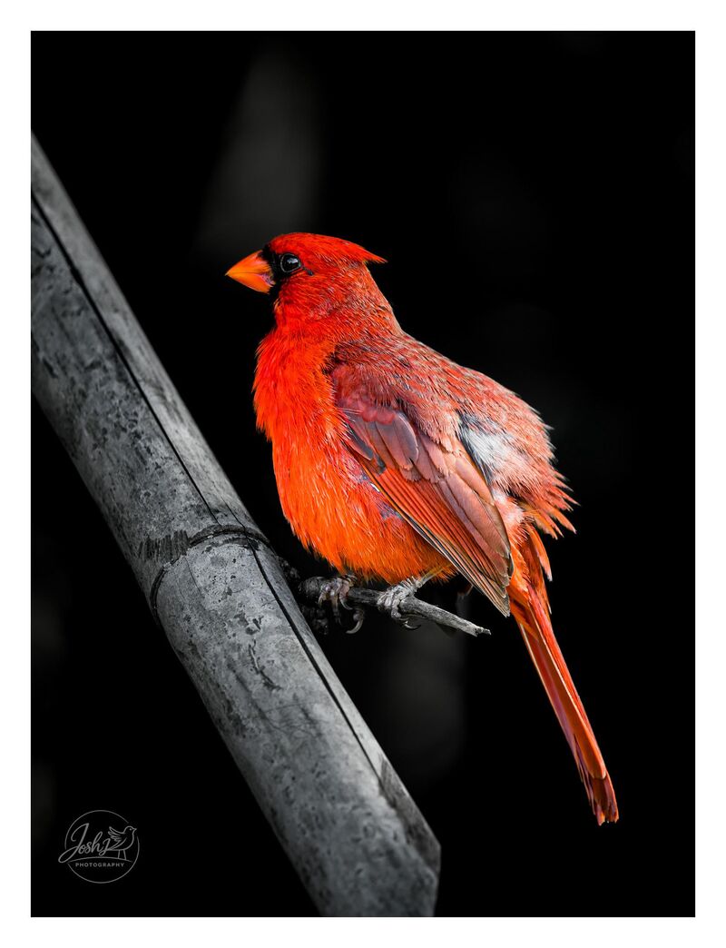 Cardinals are one of my favorite birds.