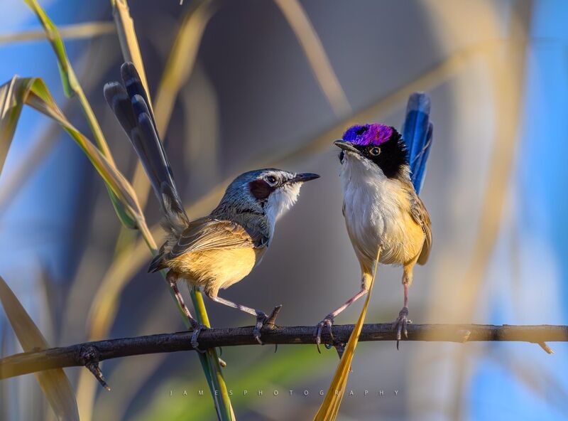 [OC] The Z8’s bird AF paired with the 600mm f/6.3 is practically a cheat code for Fairy-wrens. (But the culling process almost broke me).
