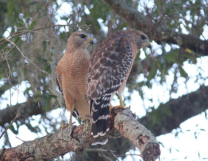 New family in the neighborhood.