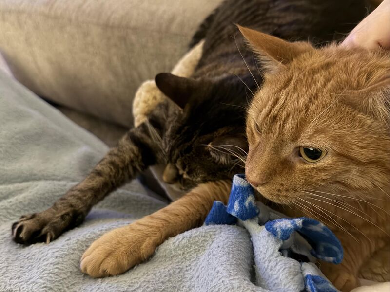 Stella put her hand on me. Chet felt compelled to do the same.