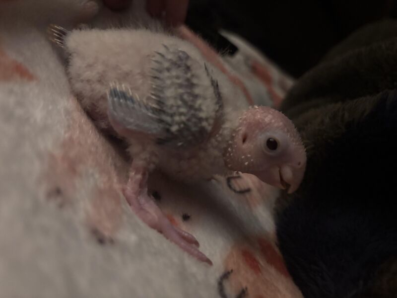 Sweetest little thing