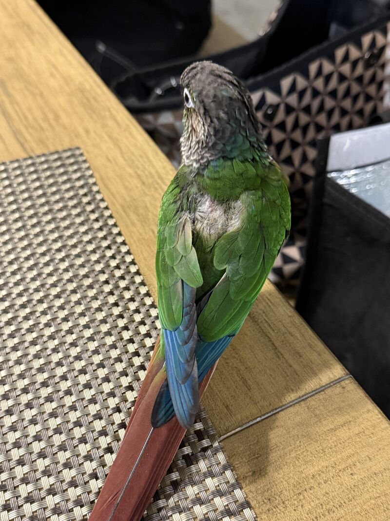 My Green Cheek conure has a gap in her feathers
