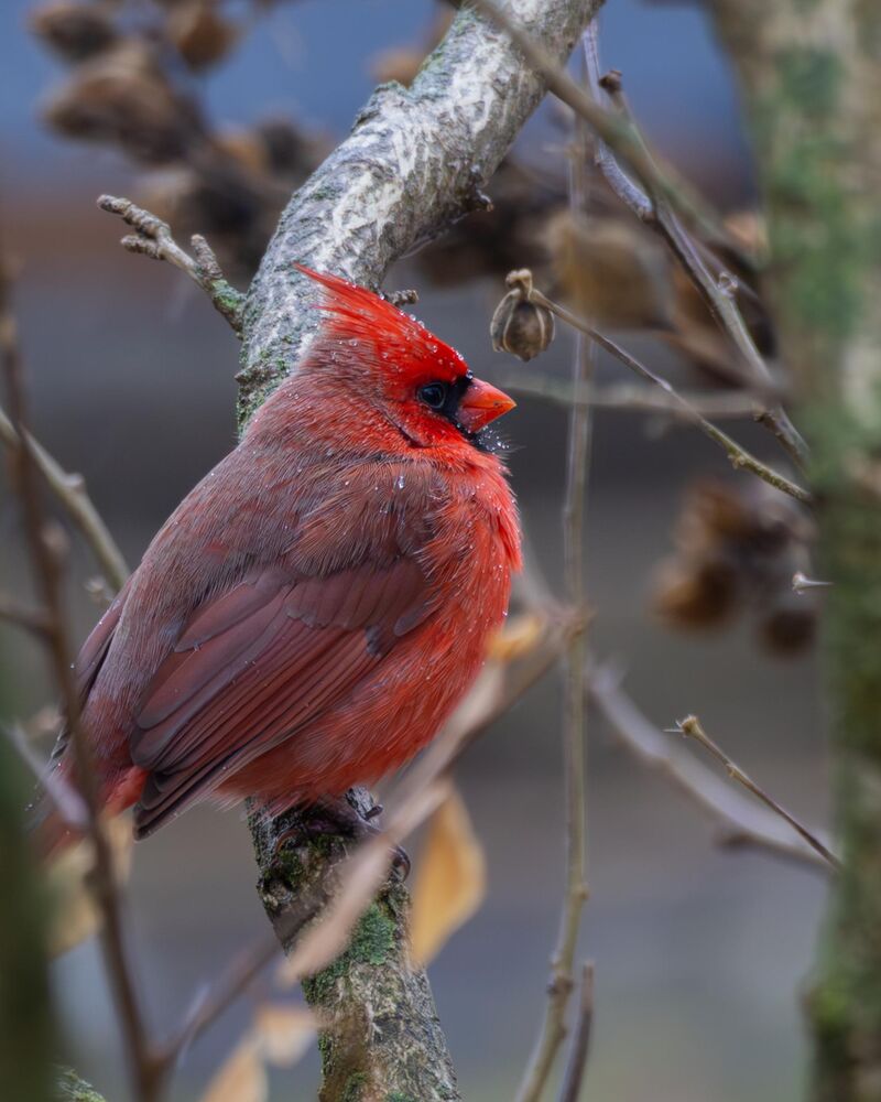 Male Cardinal on this wet February day