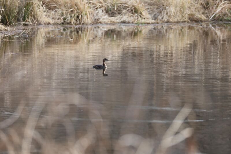 Pied-Billed Grebe (Hagerman NWR, Sherman, TX)