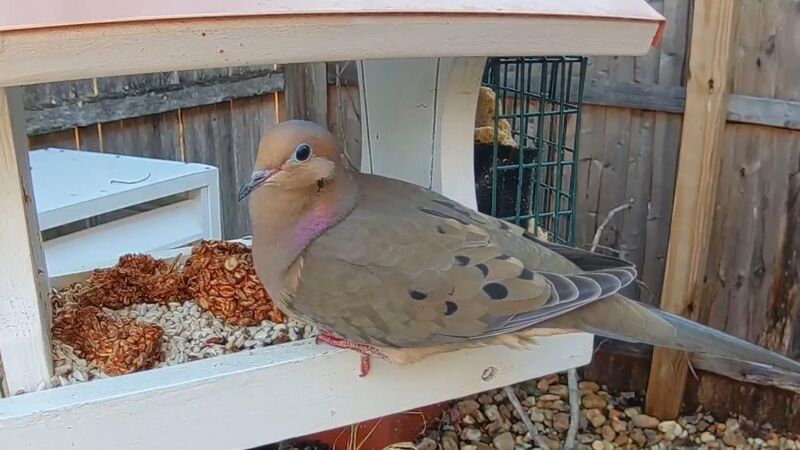 My Most Photogenic Mourning Dove Visitor eating Safflower seeds.