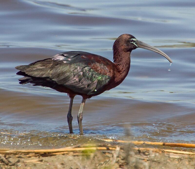 Glossy Ibis at Jamaica Bay Wildlife Tefuge
