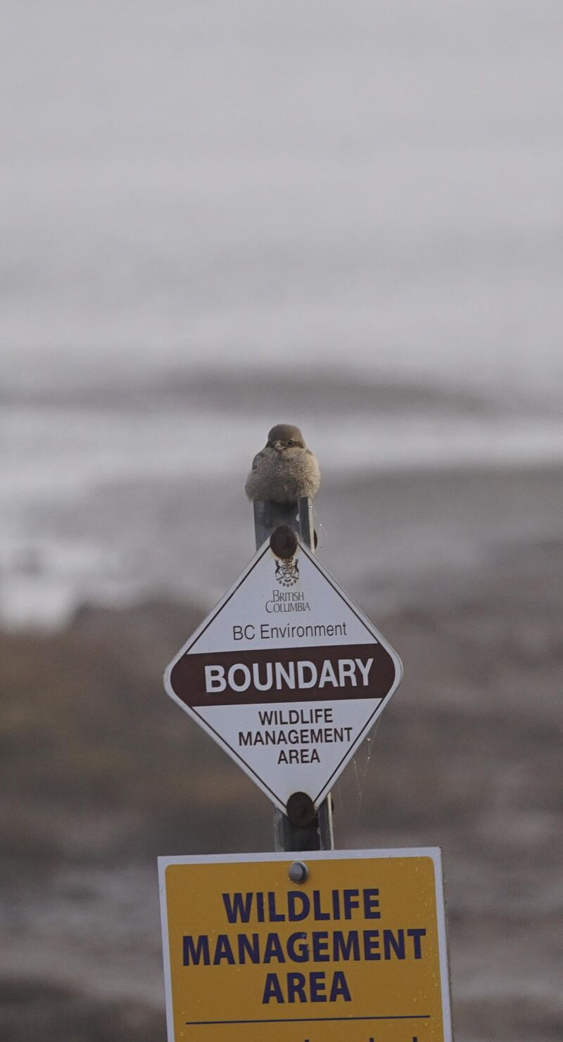 Pudgy Northern Shrike on a foggy day, Delta BC