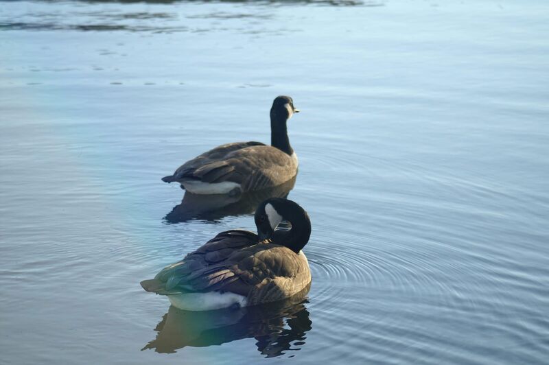 Rainbow Canada Geese