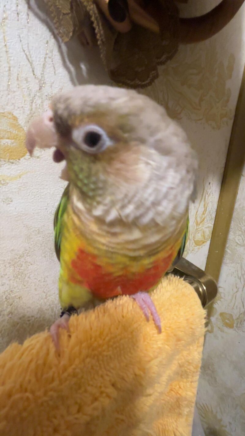 Lil bro just had to yawn for the pic lol