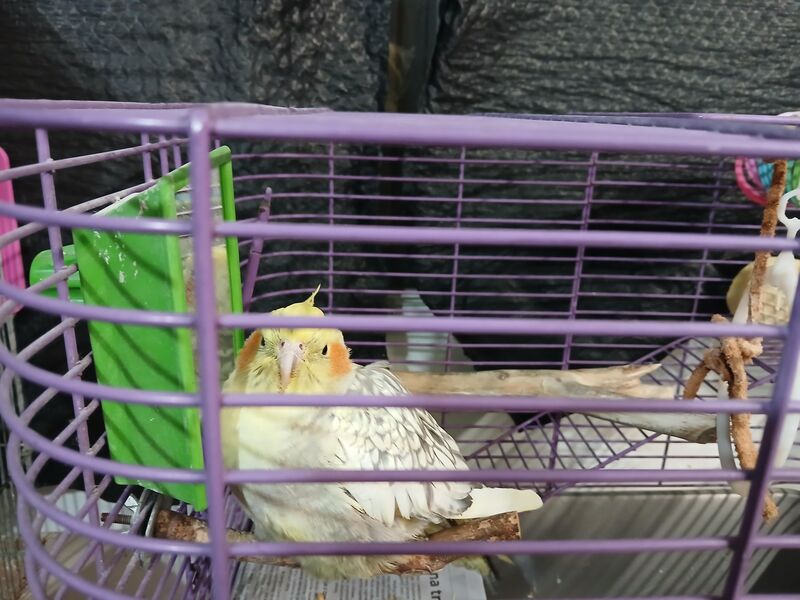 Loaf on a stick 🍞🪈