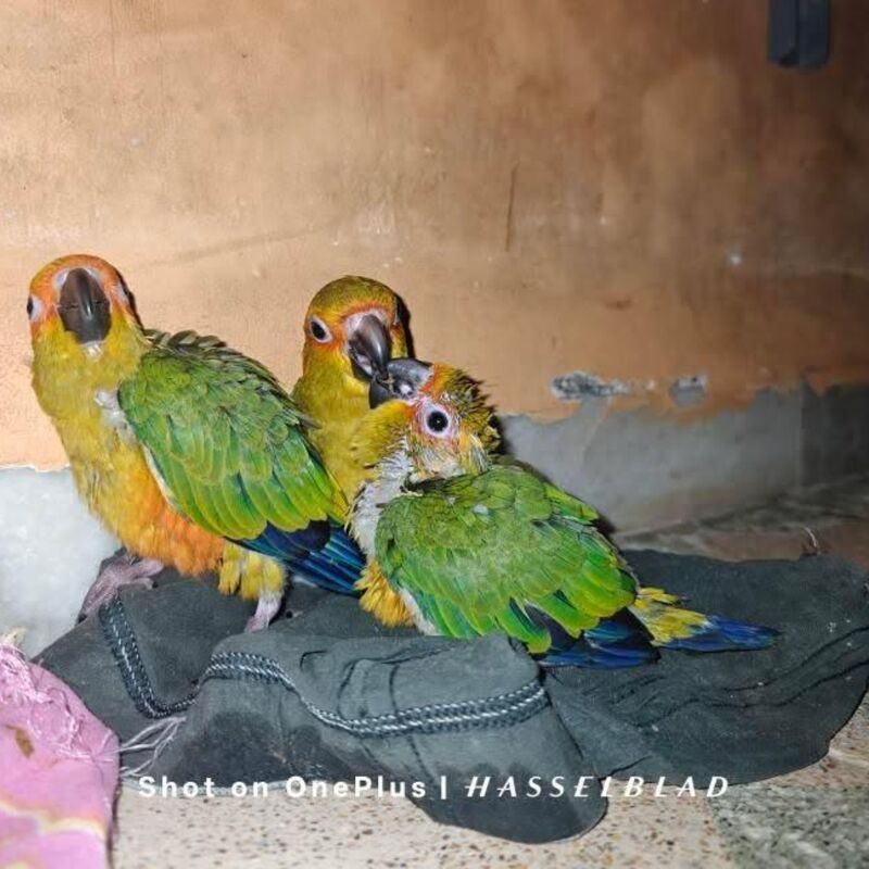 Three little troublemakers I didn’t plan for… but now can’t live without ❤️”