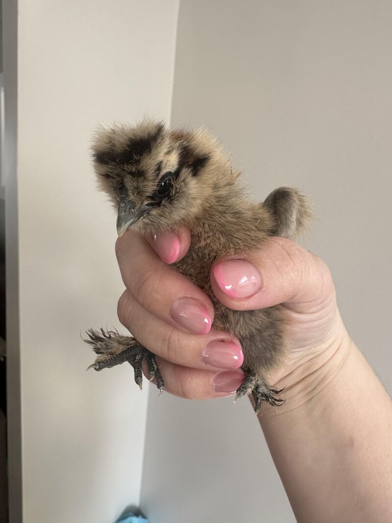 1.5 week old silkie chick… part of Gertie’s head fell off 😭🥲