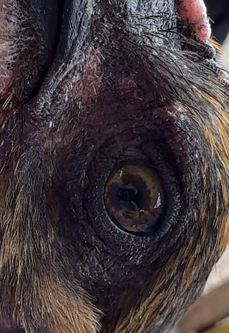 Occular mareks? 😔