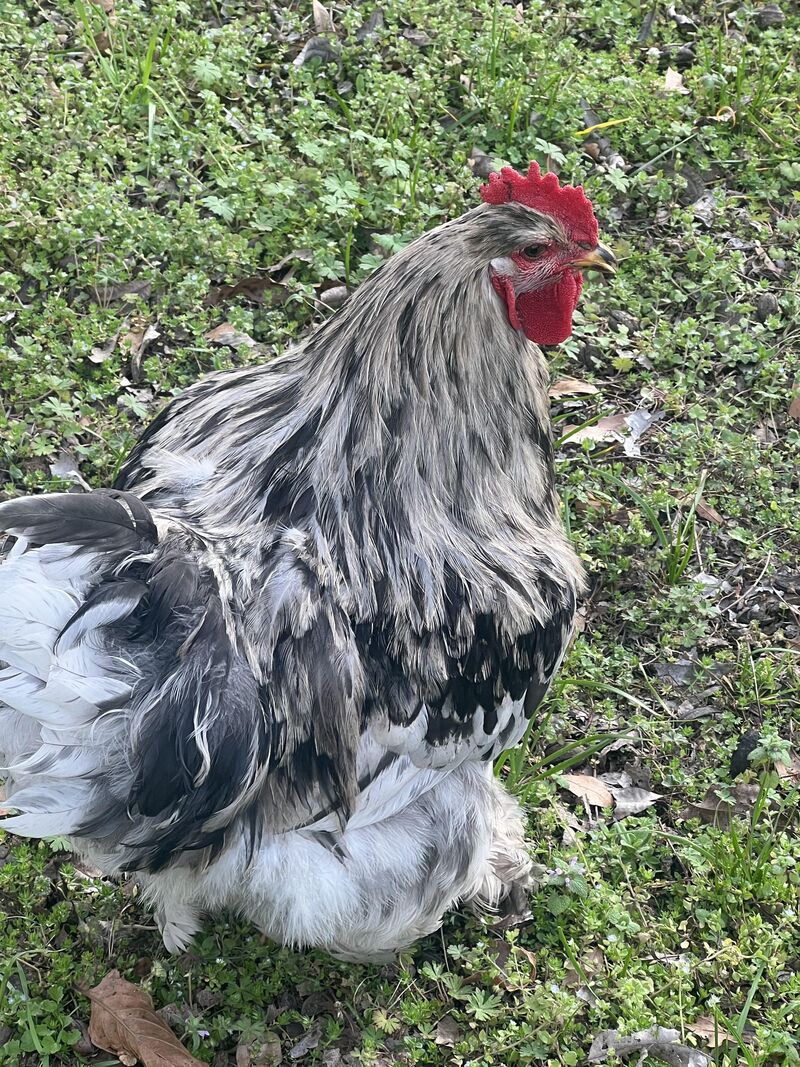 My sister doesn’t believe she has a rooster