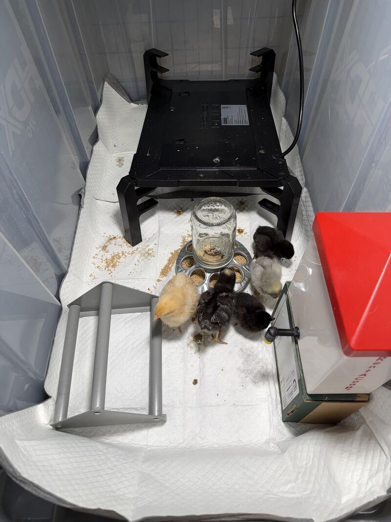 Brooder set up for my first 6 chicks ☺️