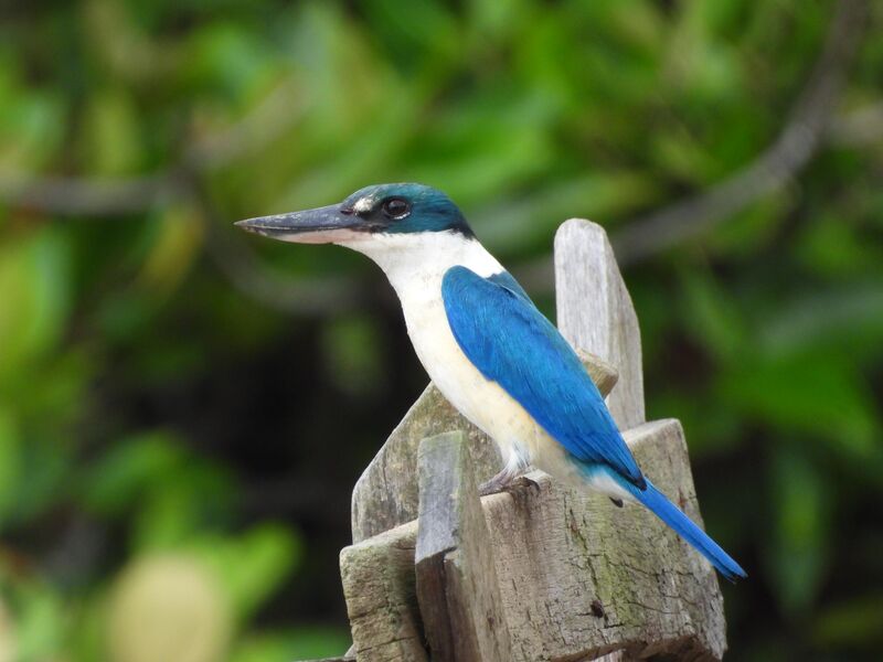 Collared Kingfisher - Malaysia