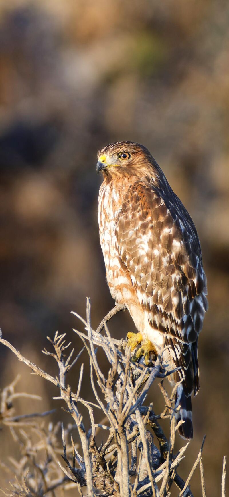 Red-shoulder Hawk