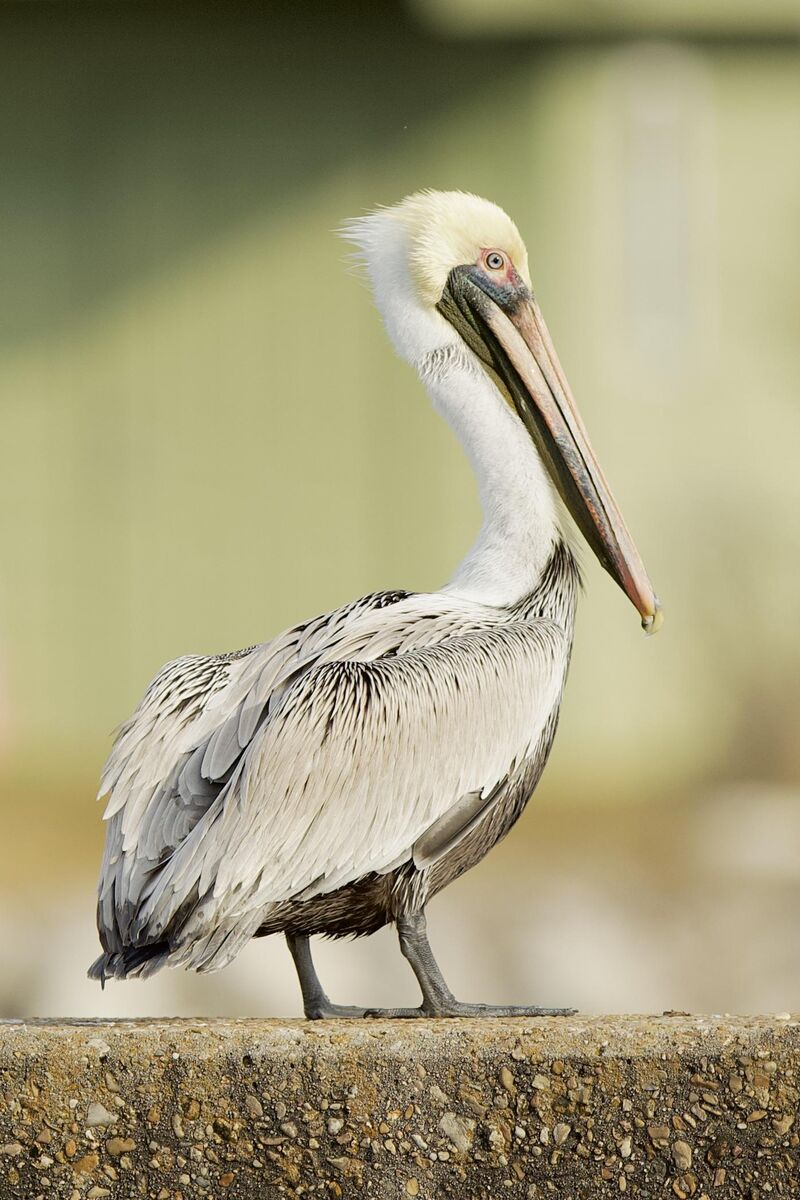 Brown Pelican 🤎