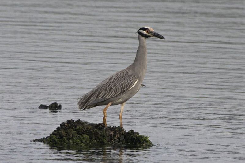 Yellow-crowned Night Heron at Jamaica Bay Wildlife Refuge