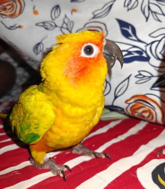 I swear he understands everything I say 🥹❤️