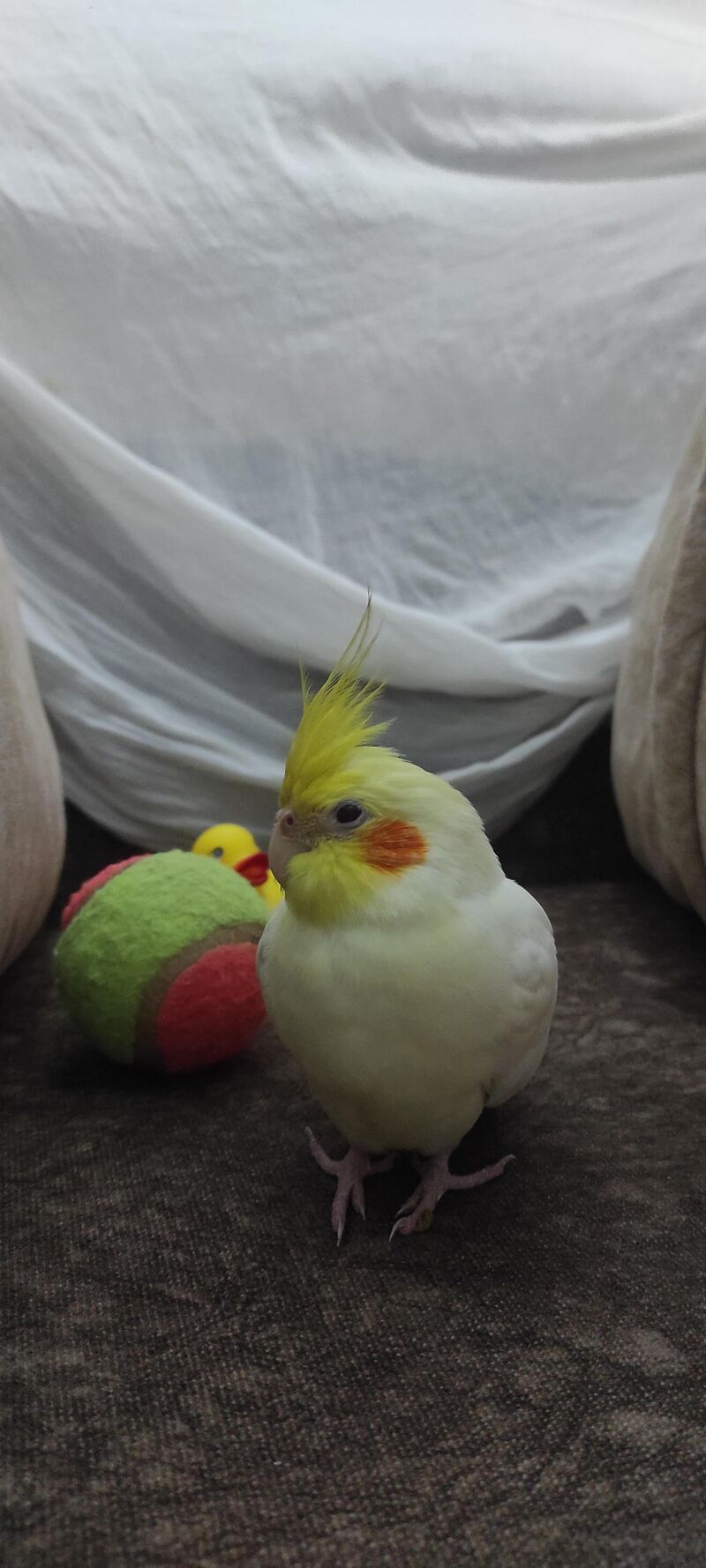 Meeting my chonky lil one after an year