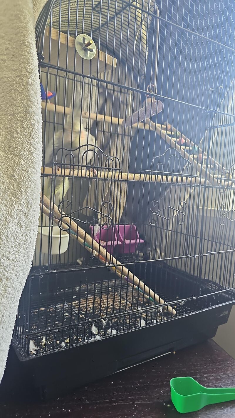 Is this wee man's first shed?