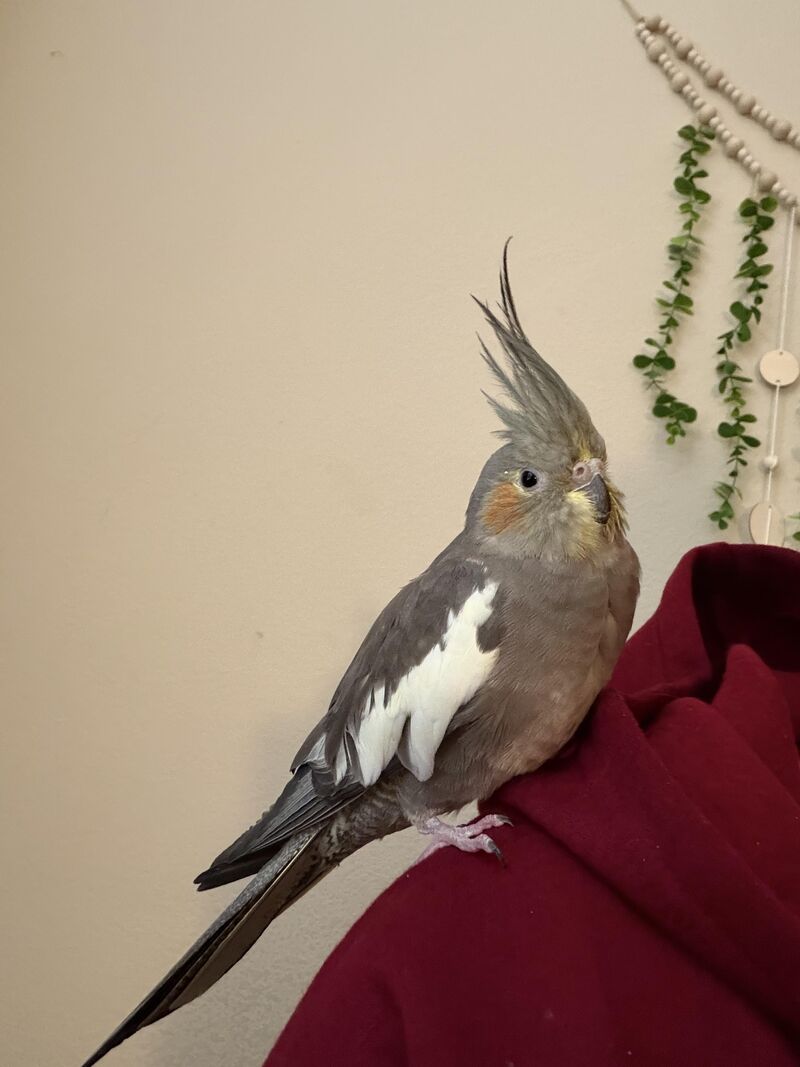 Vet wants to do X-ray with Sedation