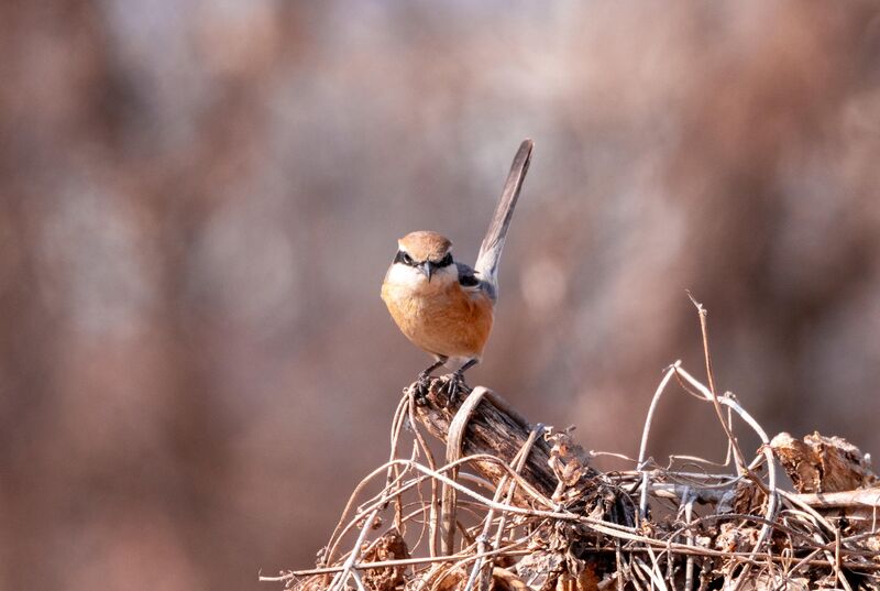 Bull-headed shrike (Mozu), Tama River, Tokyo