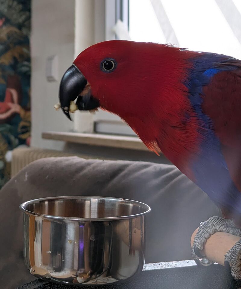 Parrots are intelligent, they said. They will surprise you, they said. She panicked after the food she threw out made a noise.