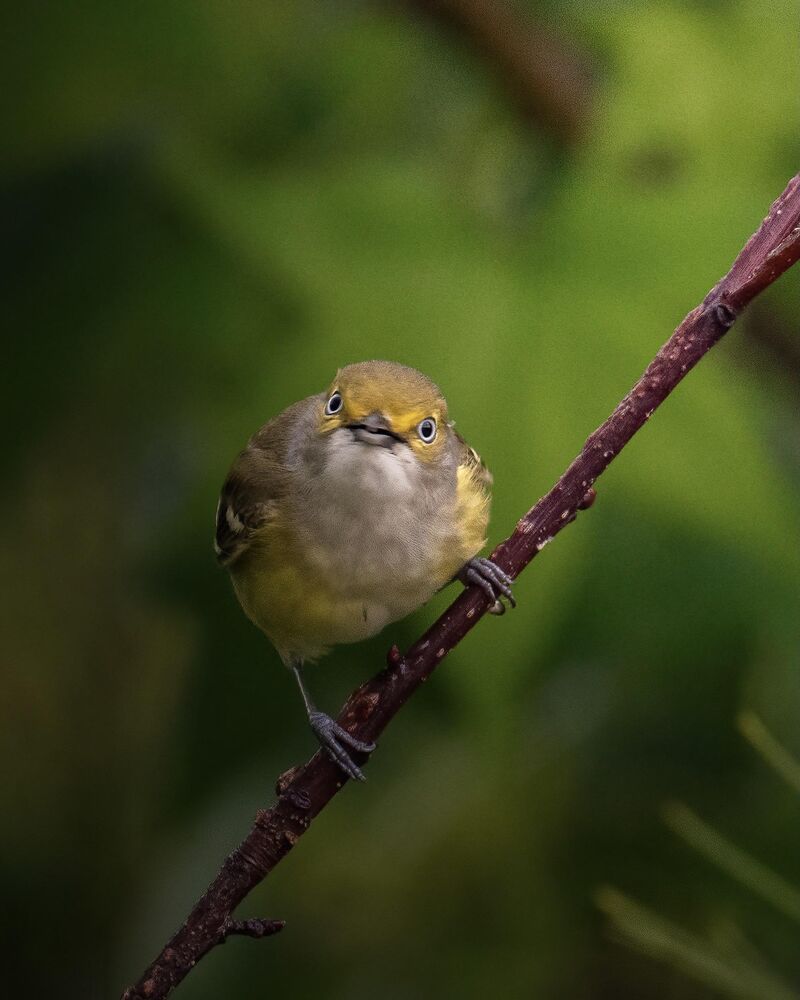 I like it when birds stare right at you.