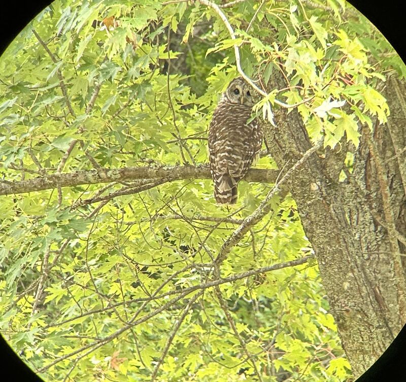 Barred Owl through binoculars | New Hampshire
