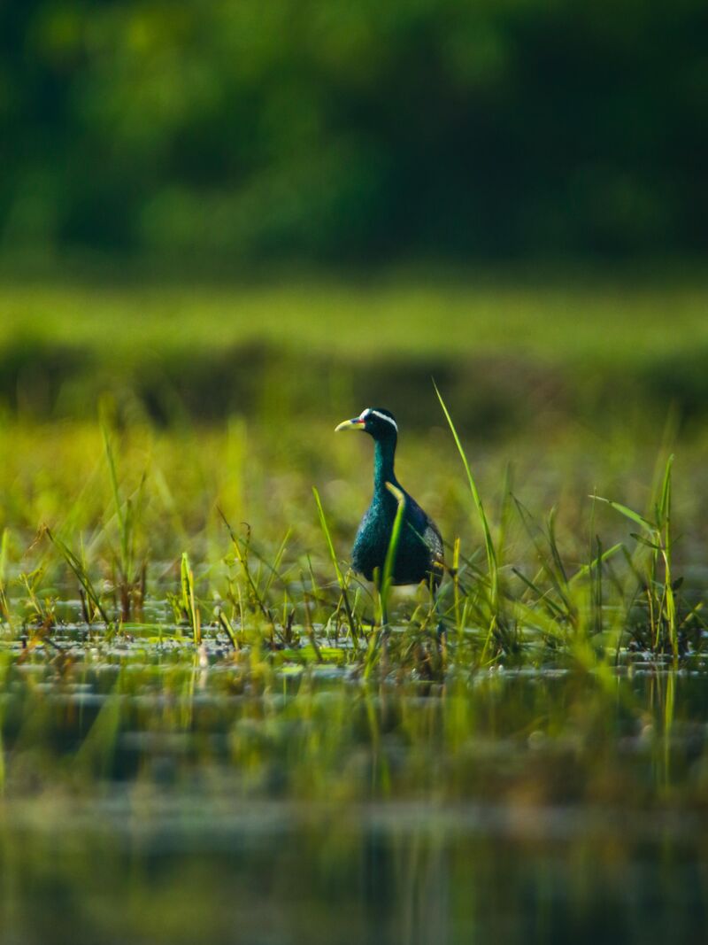 Bronze winged jacana