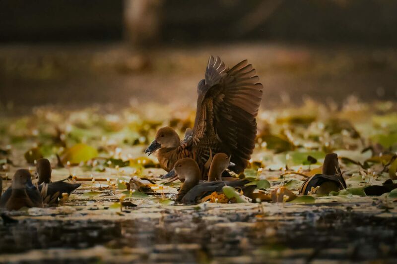 Plumbed Whistling Duck
