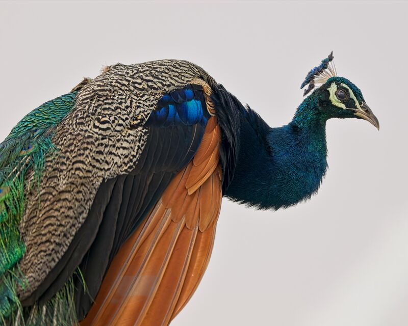 Indian Peafowl (peacock)