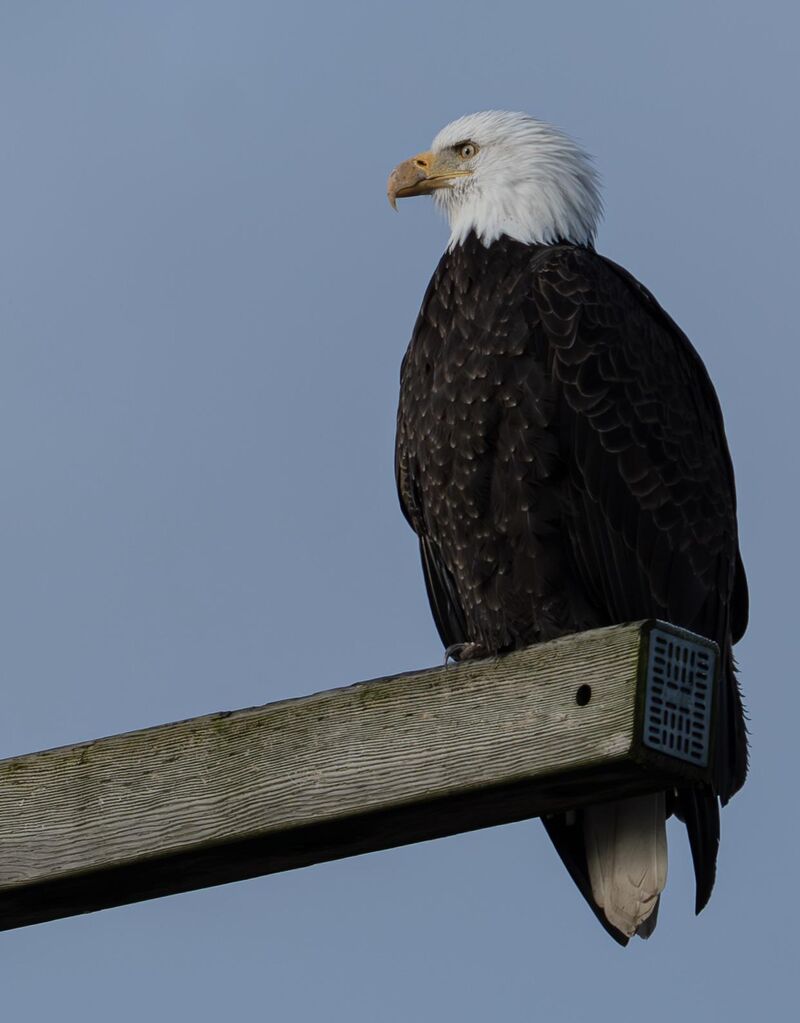 Bald Eagle enjoying some sun