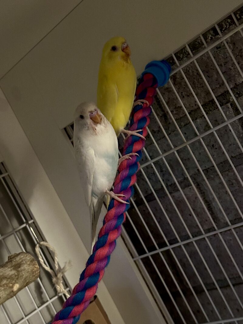 Strawberry day made them look crazy. 😂